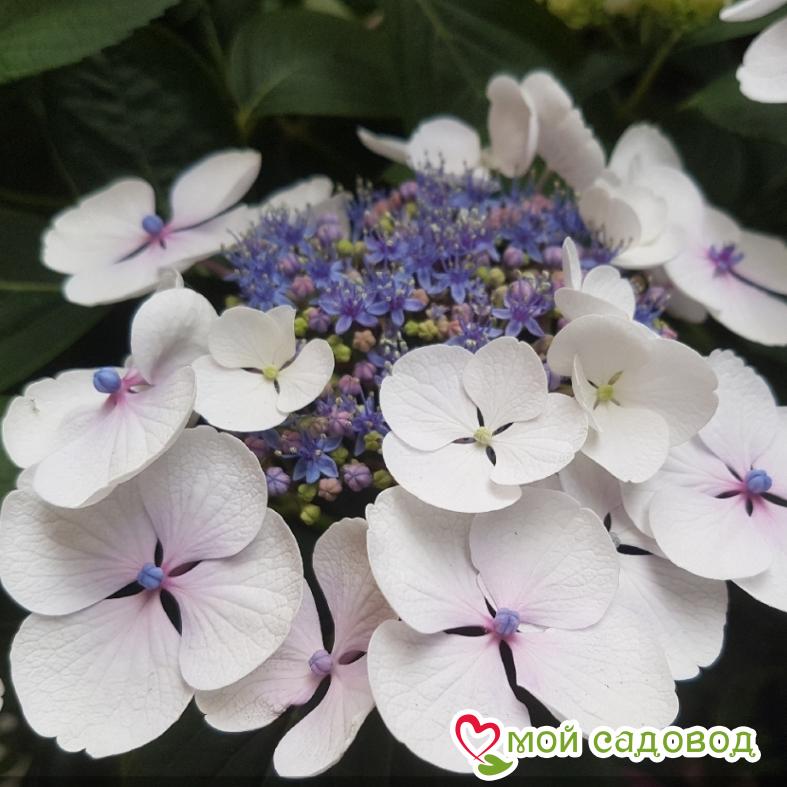 Эксклюзив! Гортензия Стрекоза ЗКС