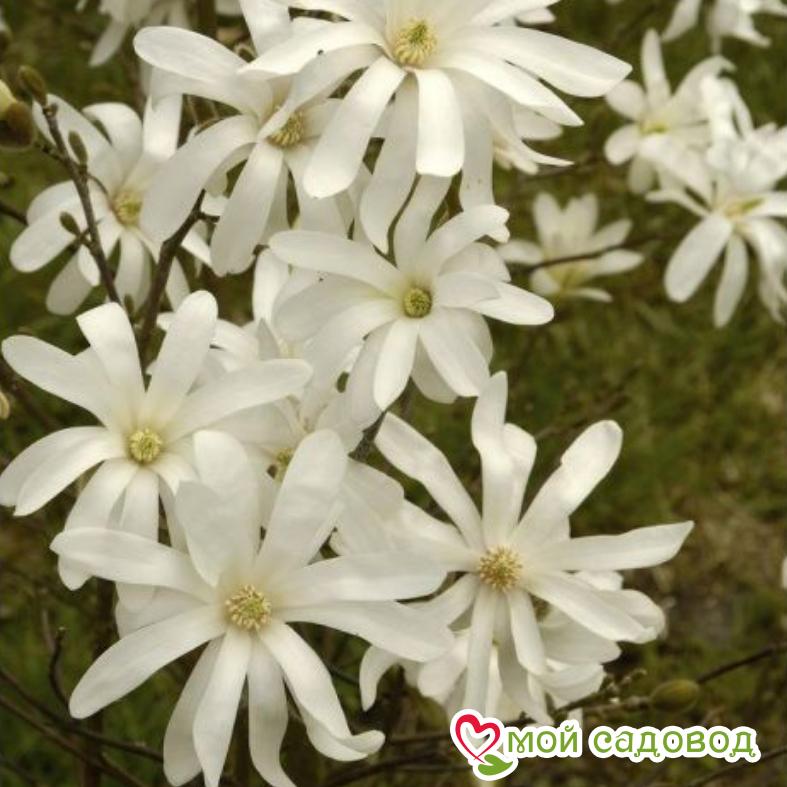 Магнолия вильсона Звёздчатая