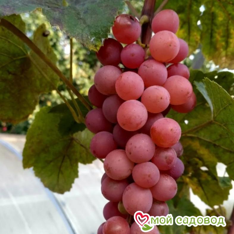 Виноград Лидия (Розовая Изабелла)