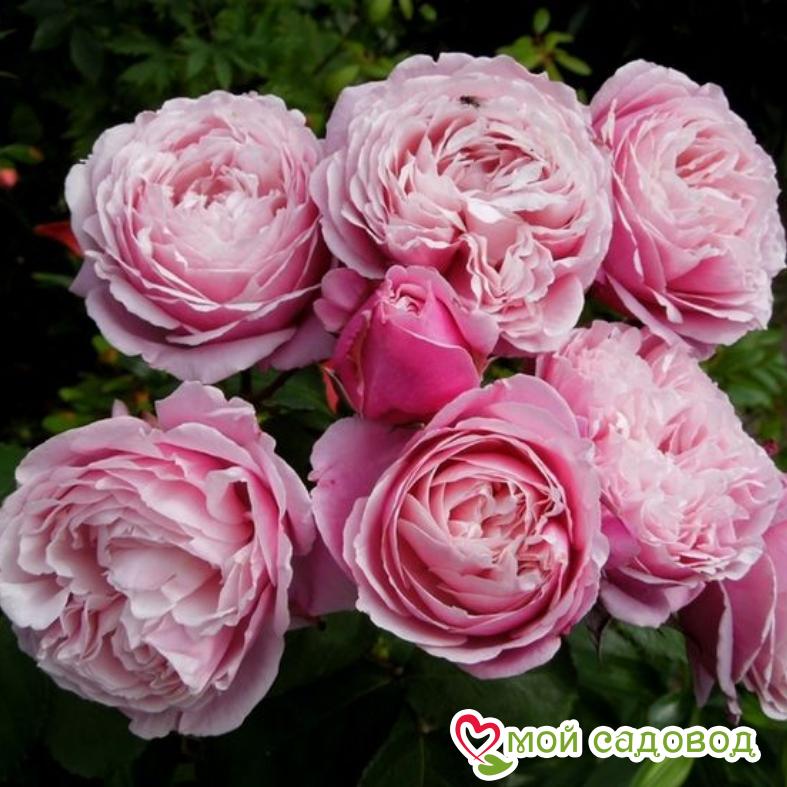 Роза Дитер Мюллер