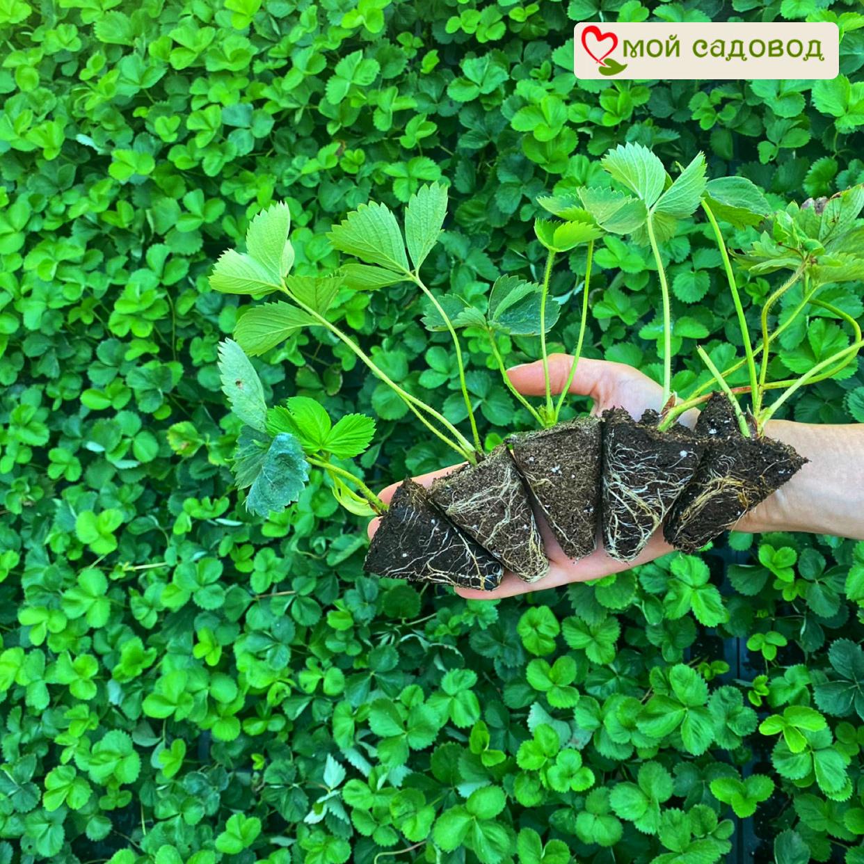 Клубника Маршал