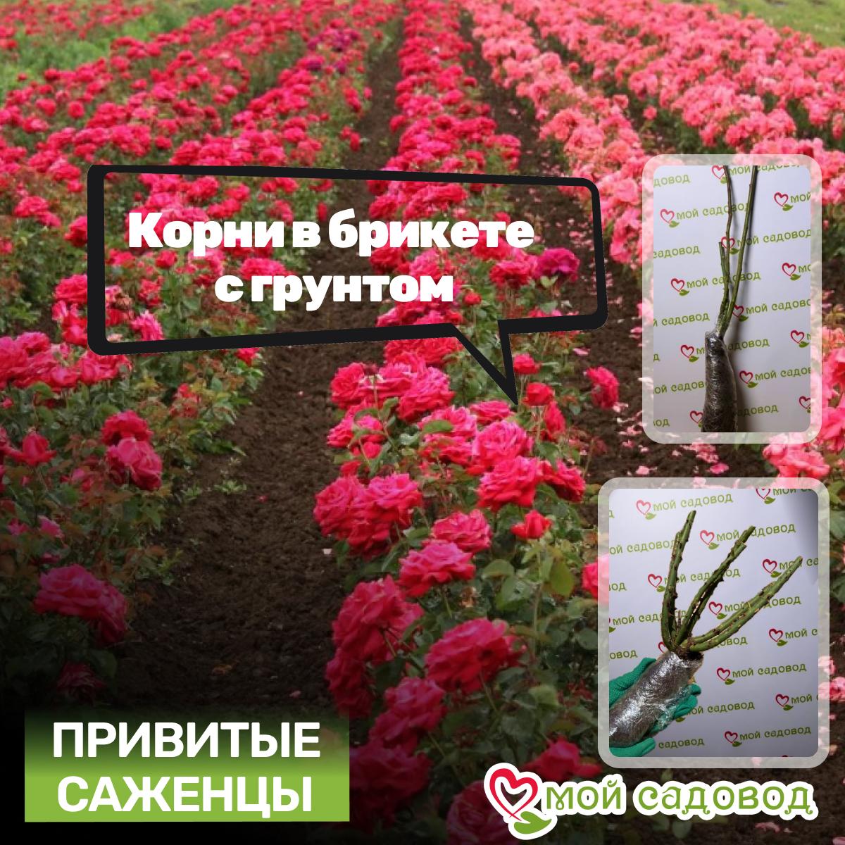 Роза Комтесс Дю Барри флорибунда