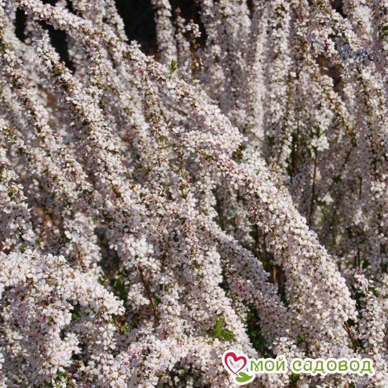 Спирея Тунберга "Фуджино Пинк"