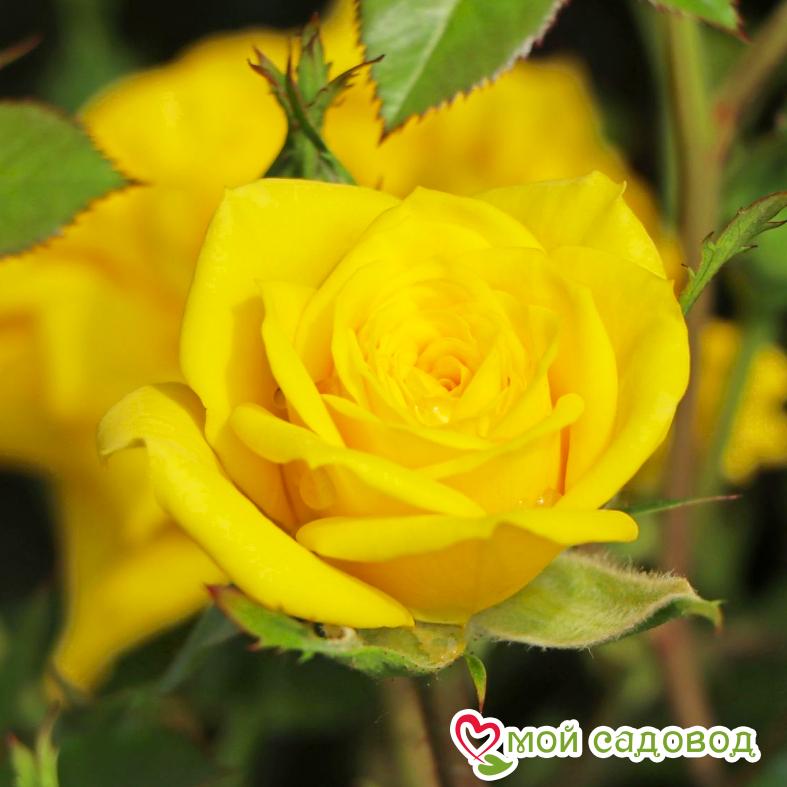 Роза чайно-гибридная Голд