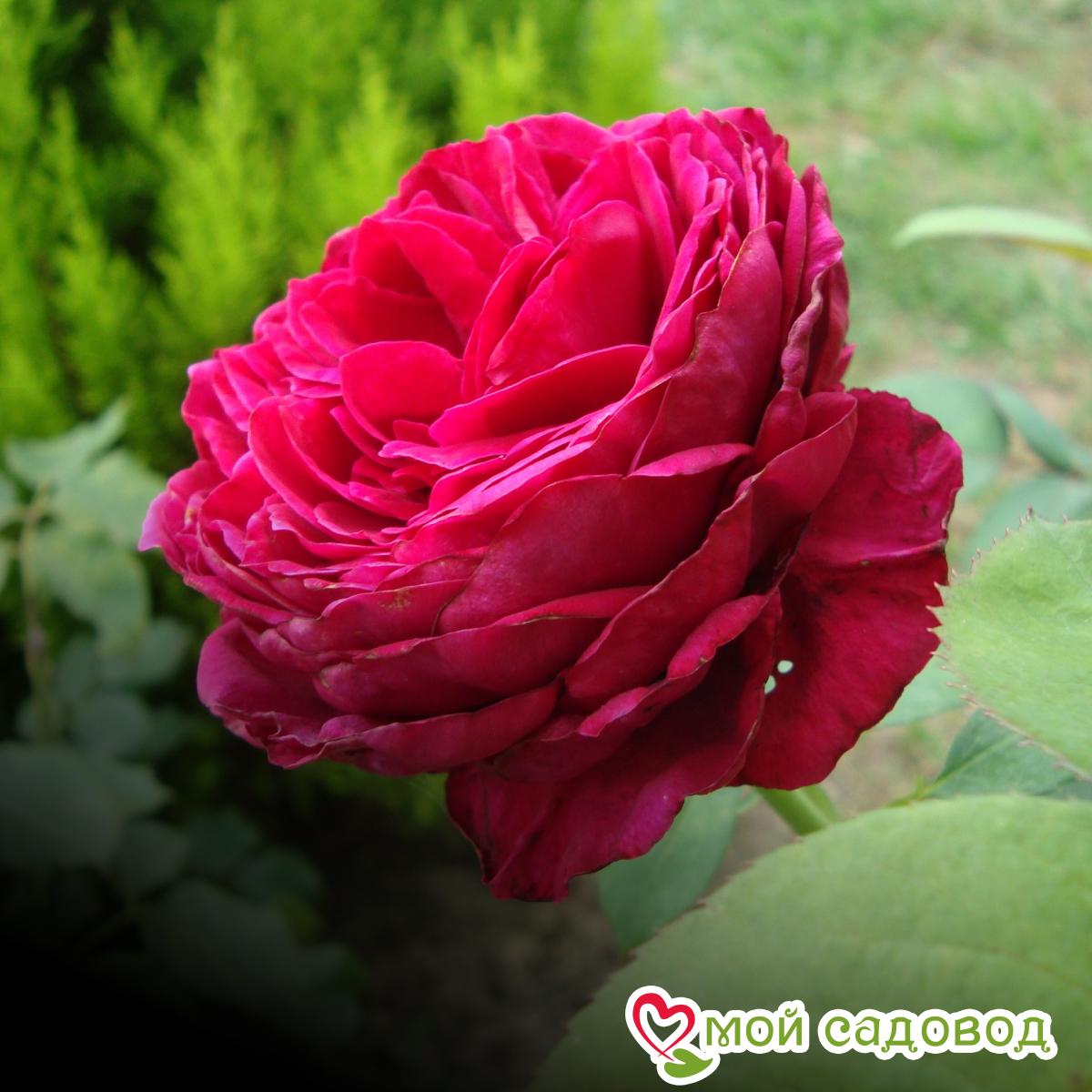 Роза Ля Роз Де Катрэ Вен