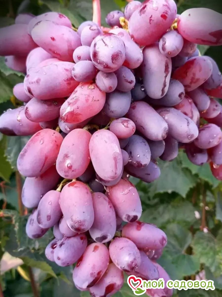 Виноград Байконур столовый