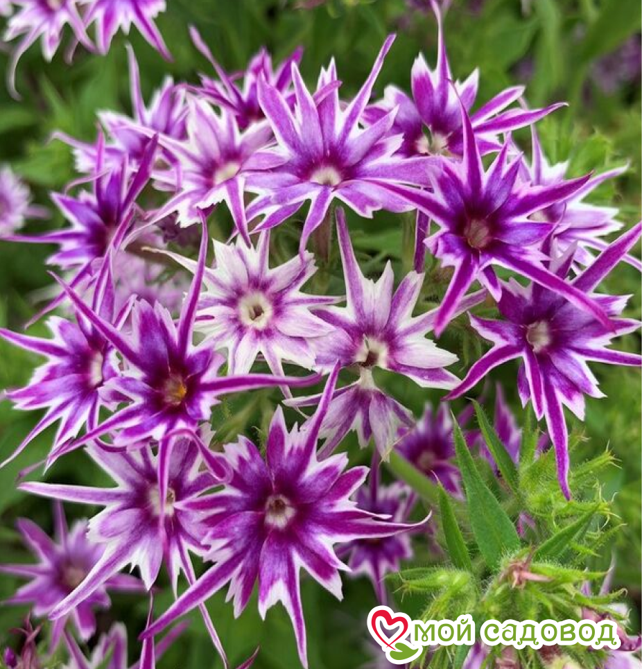 Флокс Звездное Кружево