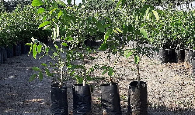 Грецкий Орех Чандлер